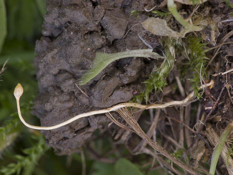 Cordyceps myrmecophila